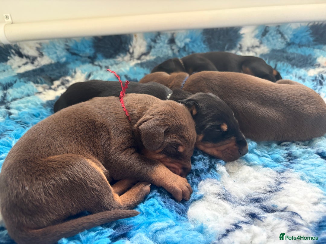 Dobermann dogs for sale: KC reg dobermann puppies health tested parents  - Advert 3