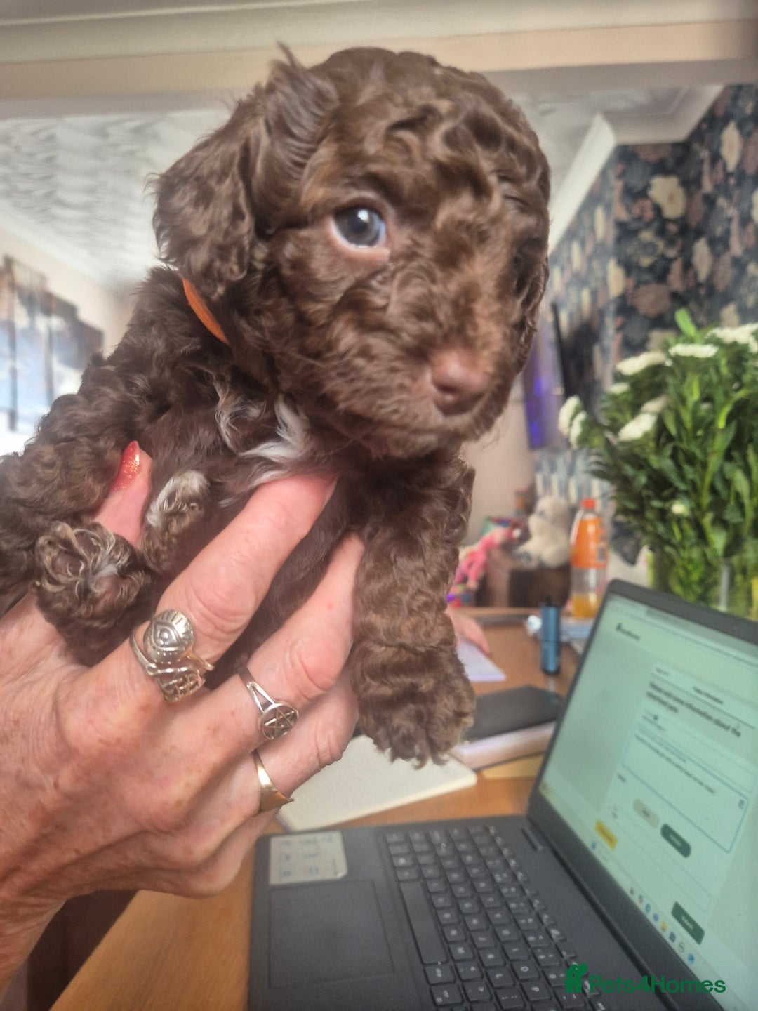 Sproodle dogs for sale: Beautiful Sproodles 1 black girl&1 chocolate boy - Image 4