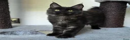 Maine Coon cats for sale: Pedigree Maine Coon Girls–Ready for Forever Homes - Advert 12