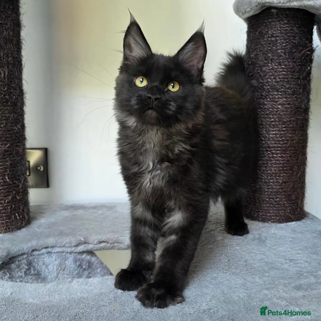Maine Coon cats for sale: Pedigree Maine Coon Girls–Ready for Forever Homes - Advert 12