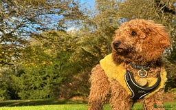 Cavapoo dogs for sale: Poppy,  beautiful  Red Cavapoo - Image 5