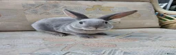 Rex rabbits for sale: Lilac otter girl  - Advert 4