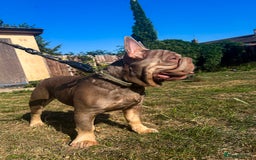 French Bulldog dogs for stud: Mr Shady Boy  - Image 3