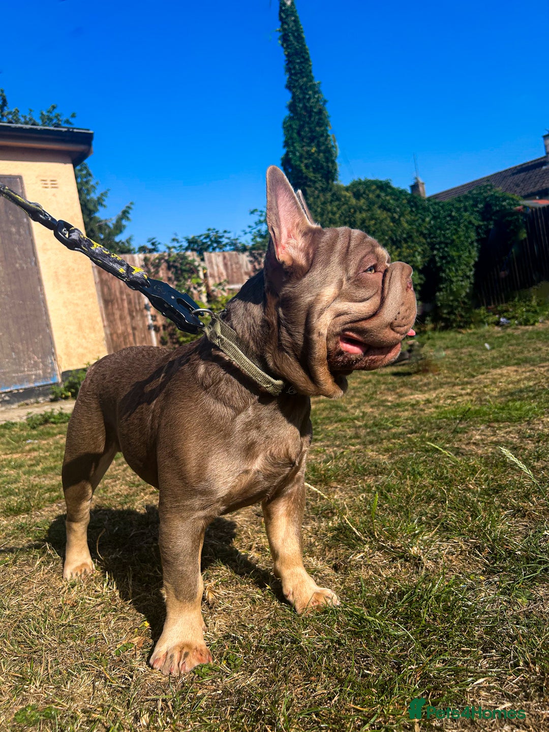 French Bulldog dogs for stud: Mr Shady Boy  - Image 3
