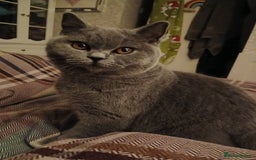 Mixed Breed cats for sale: Two indoor females seeking loving home together  - Image 26