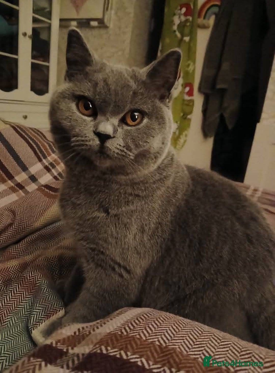 Mixed Breed cats for sale: Two indoor females seeking loving home together  - Image 26