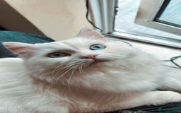 Persian cats for sale: Last supper cuddling and sweet female - Image 2