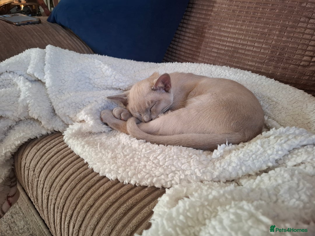Burmese cats for sale: Beautiful Burmese BOYS - Image 2