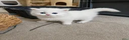 British Longhair cats for sale: Fluffy Chunky British Longhair  - Advert 3