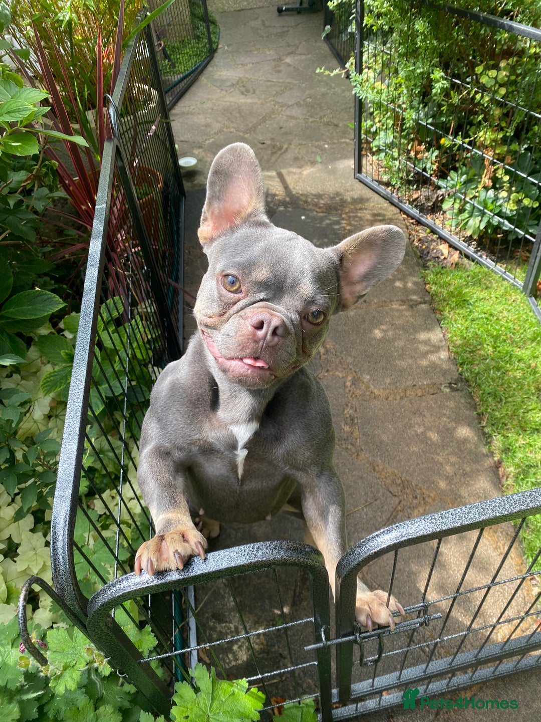 Mixed Breed dogs for sale: French bulldog x chiweenie puppies  - Advert 8