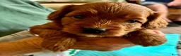 Cavapoo dogs for sale: cavapoos in Pershore - Advert 6
