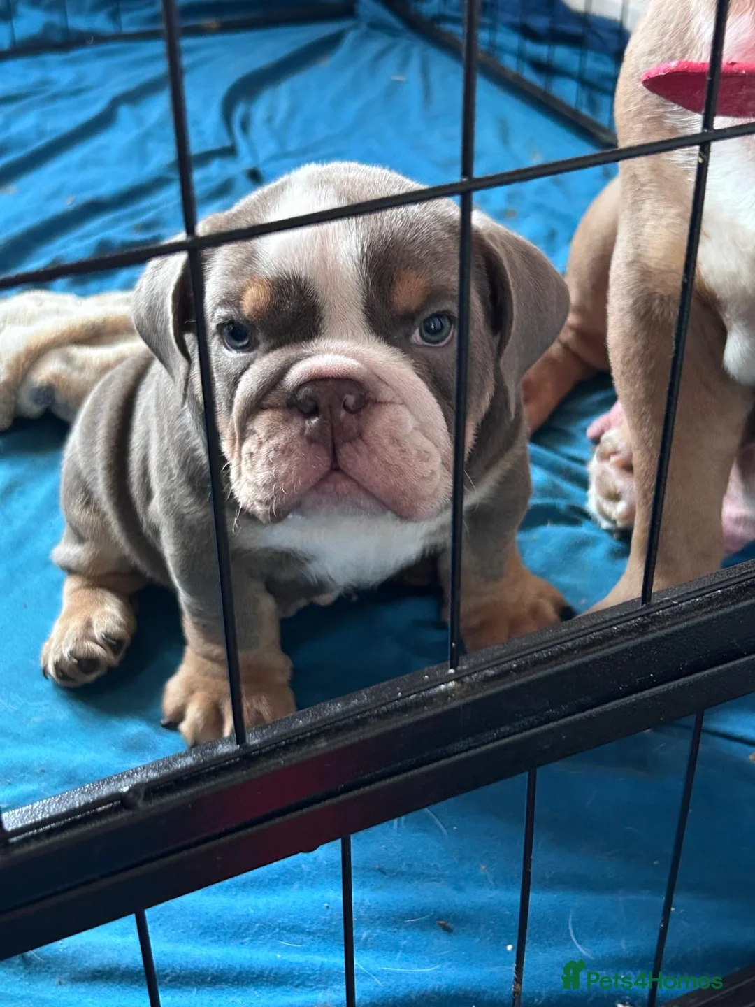 English Bulldog dogs for sale: KING 👑🦍 IS READY TO LEAVE ✈️ KC REG 📝 in 🤚 ✅ - Advert 1