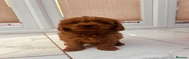 Cavapoo 6
