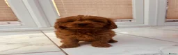 Cavapoo dogs for sale: Darling Cavapoos  - Advert 8