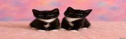 Mixed Breed cats for sale: 3 adorable kittens ready now! - Advert 3