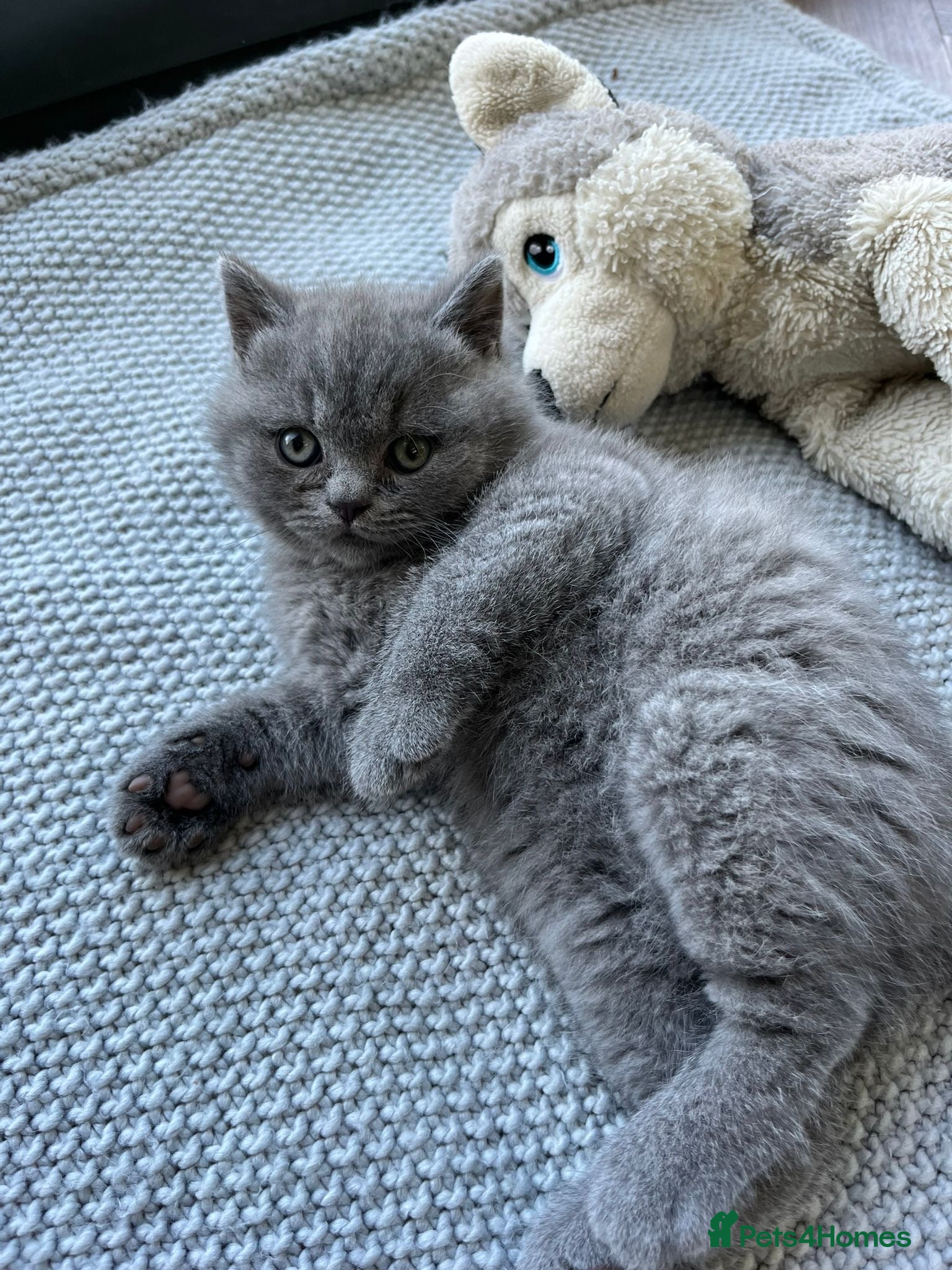 British Shorthair cats GCCF Full Pedigree £1200 Last 1 remaining 🐾 - Advert 1