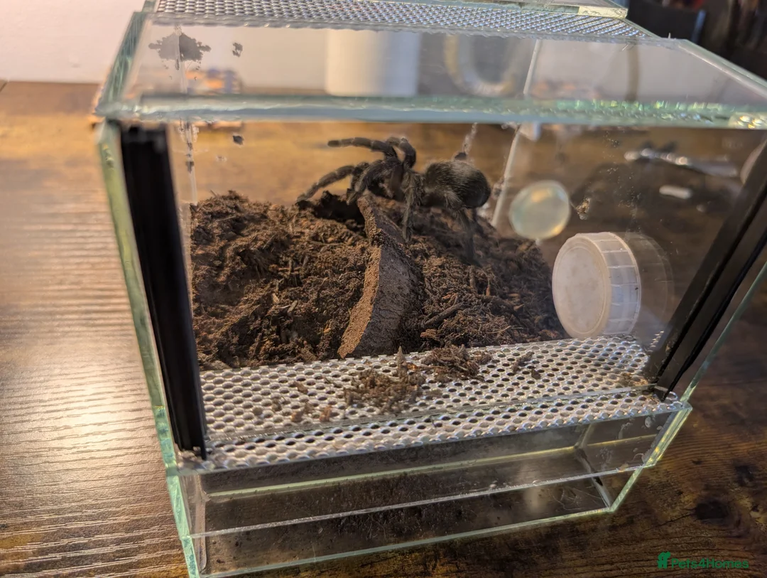 Tarantulas invertebrates for sale: Small Collection of Inverts For Sale  in Market Harborough - Advert 2