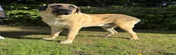 Turkish Kangal dogs for stud: Bruno The Kangal King - Advert 6