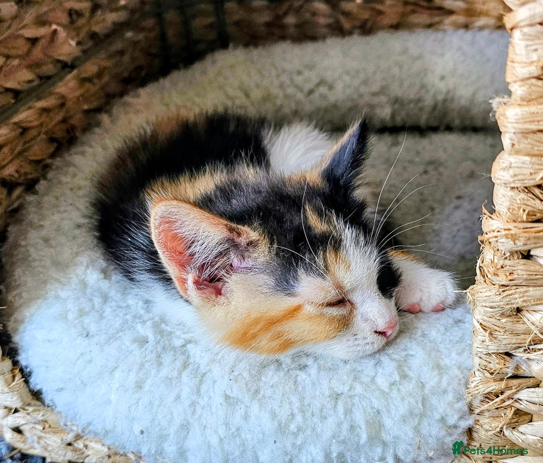 Mixed Breed cats for sale: Few lovely kittens ready for new lovely homes ! - Image 26