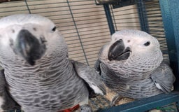 Parrots birds for sale: Hand reared baby african greys  - Image 3