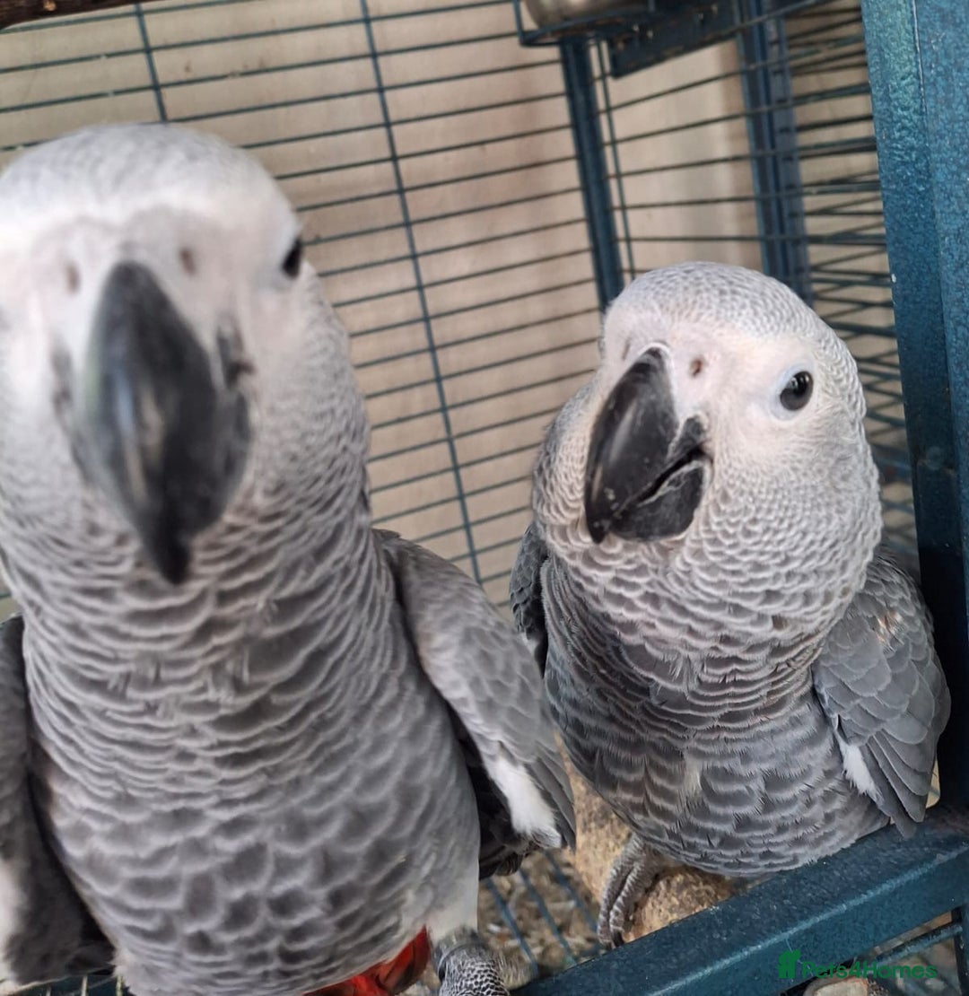 Parrots birds for sale: Hand reared baby african greys  - Image 3