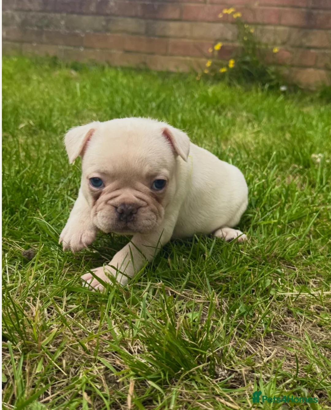 French Bulldog dogs for sale: French Bulldog Puppies for Sale in Bath - Advert 2