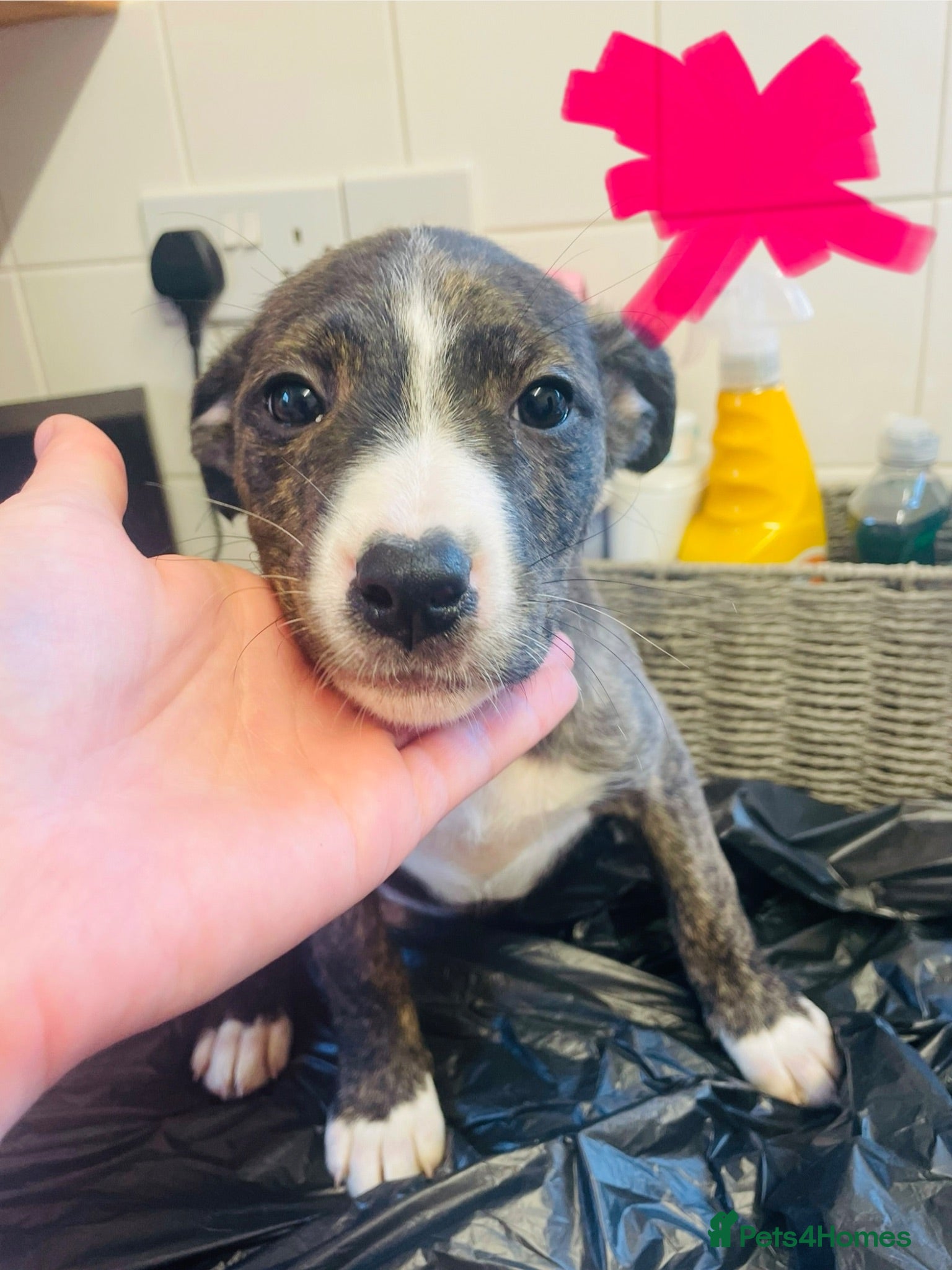 Mixed Breed dogs 8 Pups 🎀 £550 ONO - Advert 8