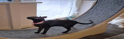 Oriental cats for sale: Stunning black oriental  - Advert 3