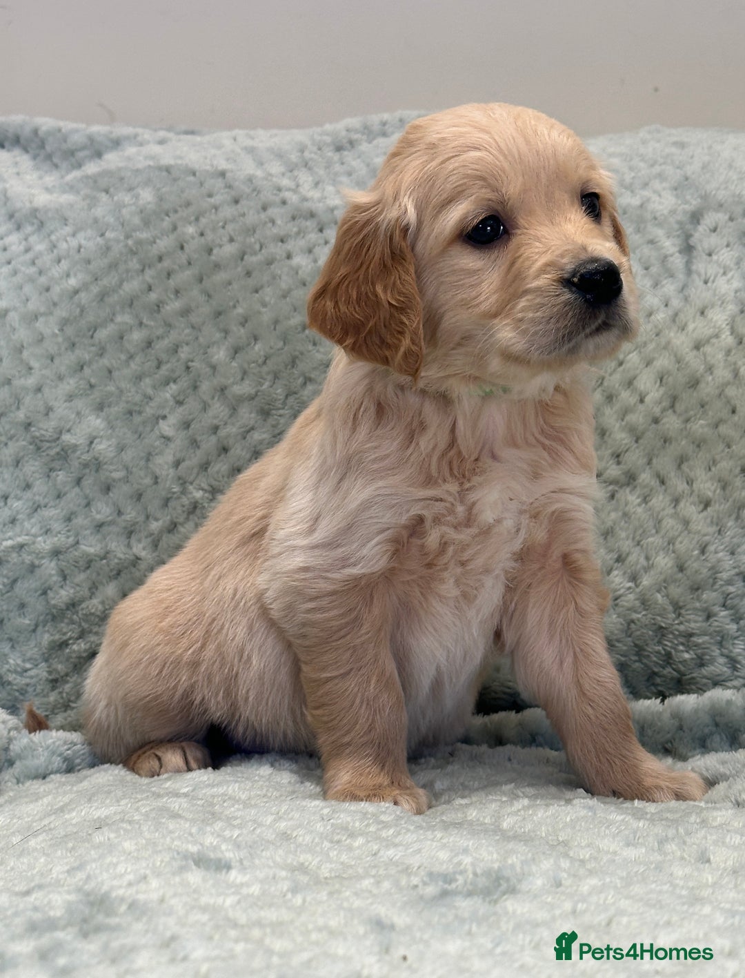 Golden Retriever dogs for sale: Quality litter of KC reg Golden Retriever Puppies  - Advert 22