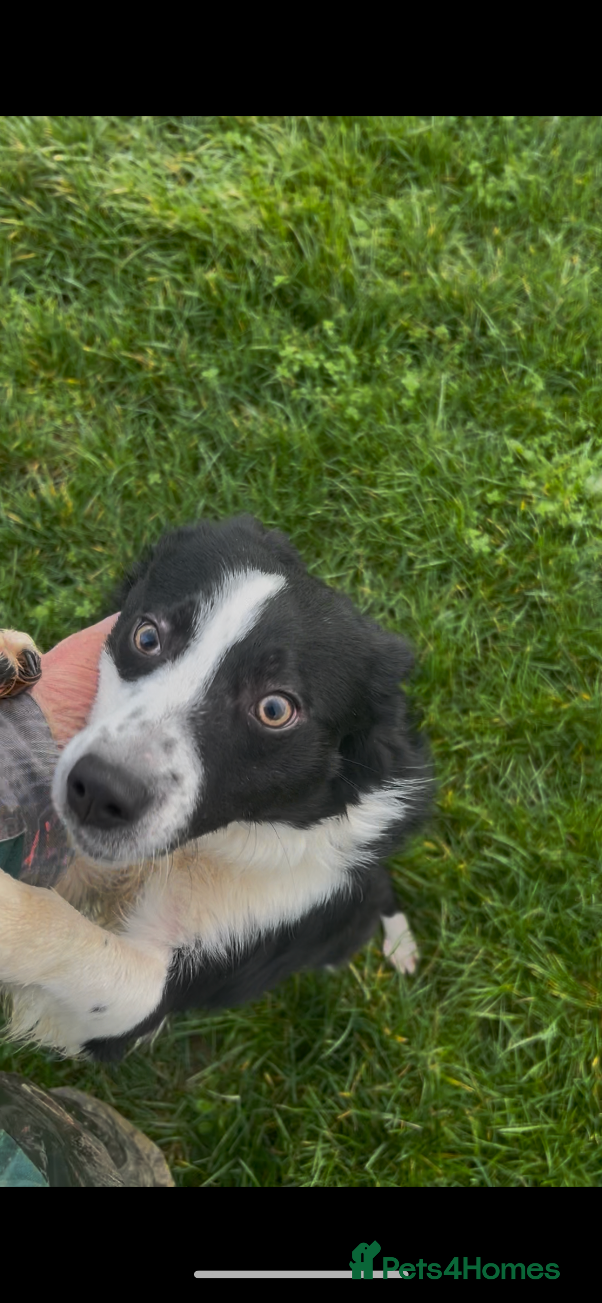 Border Collie dogs Lovely dog - Advert 1