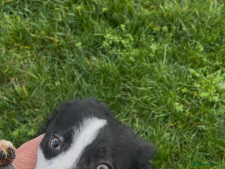 Border Collie dogs Lovely dog - Advert 1