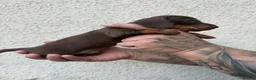 Miniature Dachshund dogs for sale: Stunning Miniature Dachshund pups  - Advert 24