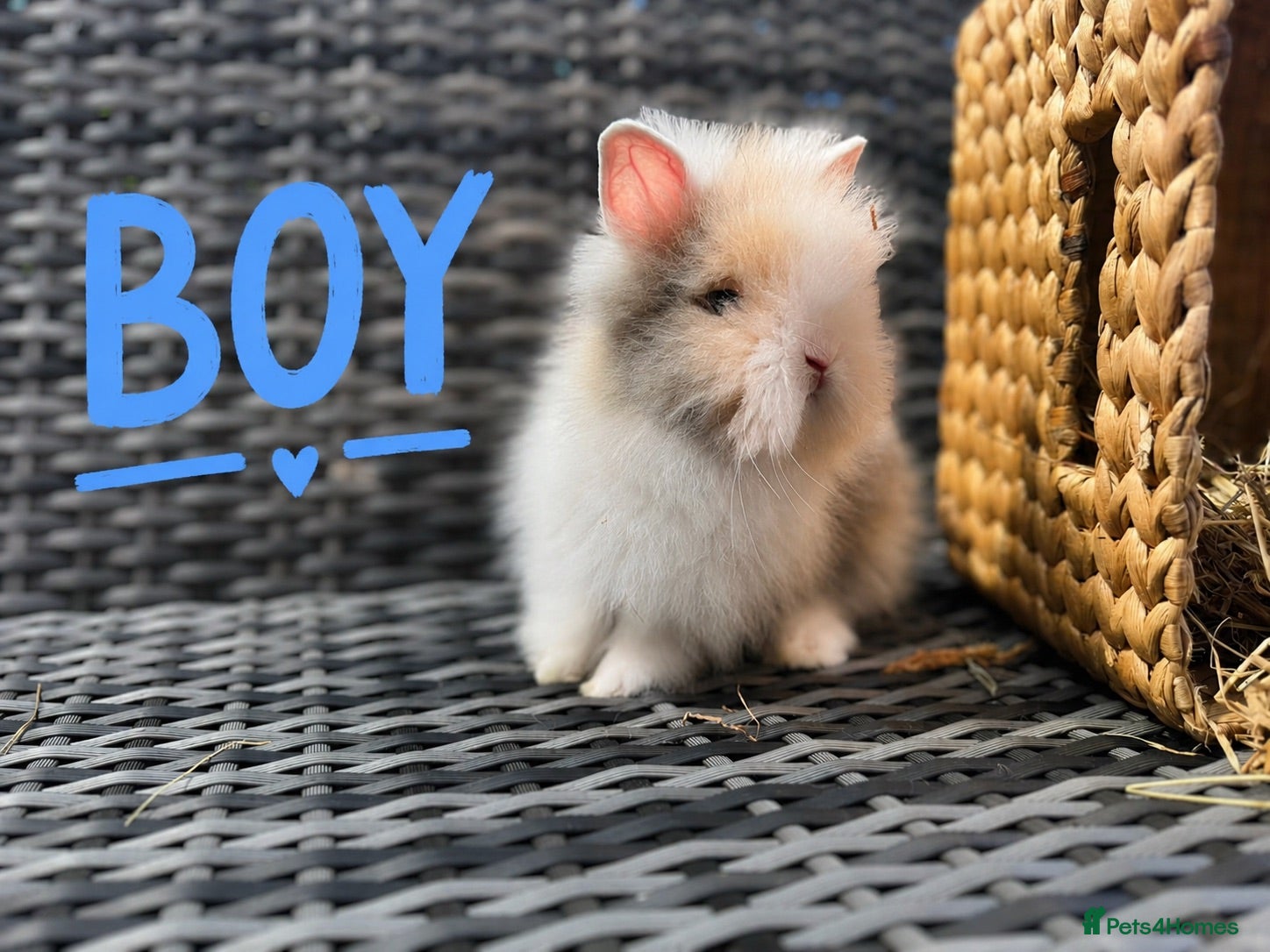 Lionhead rabbits Beautiful Lionhead Baby Rabbits❤️ - Advert 1
