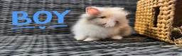 Lionhead rabbits for sale: Beautiful Lionhead Rabbits❤️ - Advert 1