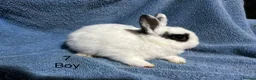 Netherland Dwarf rabbits for sale: Baby dwarf netherland rabbits  - Advert 8
