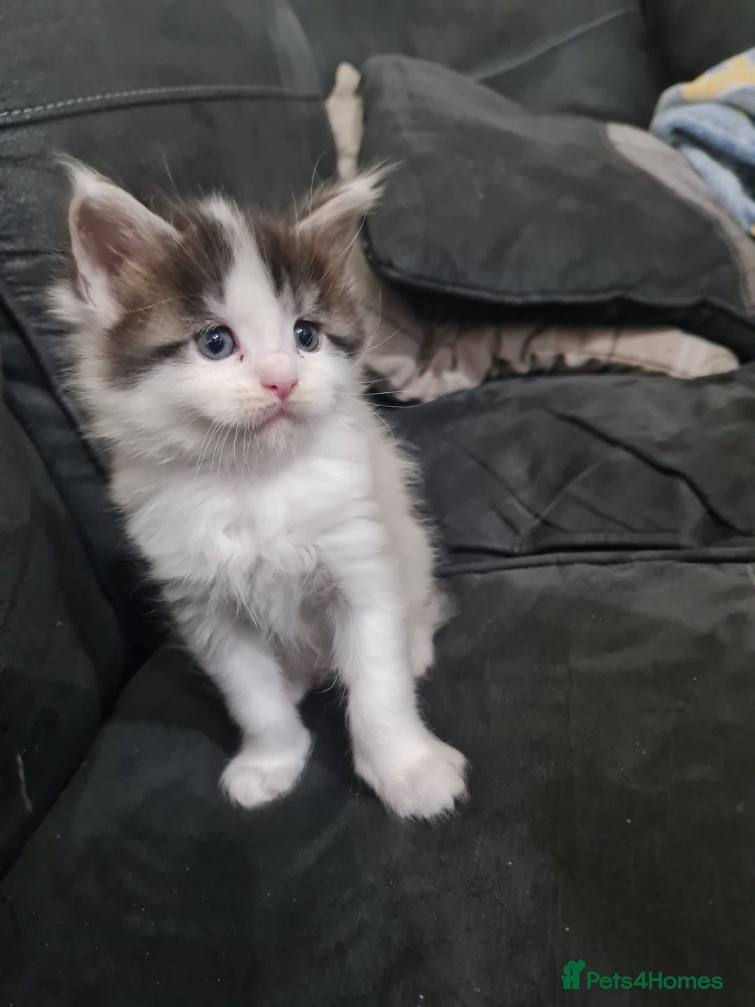 Maine Coon cats for sale: 2 male maincoons for sale  - Advert 5