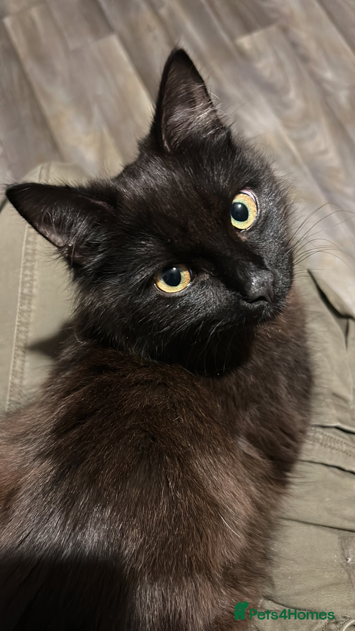 Mixed Breed cats Sweet male kitten - Advert 1