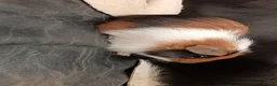 Guinea Pig rodents for sale: 2 x make baby genuine pigs  in Nantwich - Advert 5