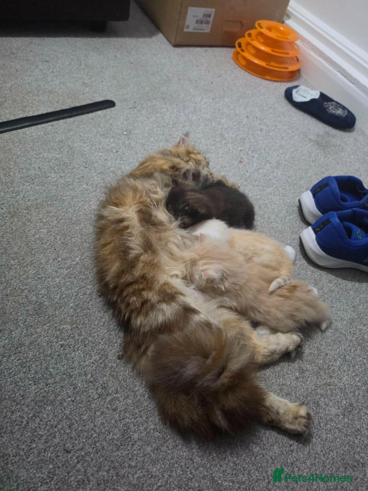 Scottish Fold cats Three lovly sister looking for their new home.  - Advert 6
