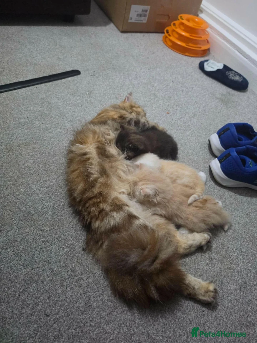 Scottish Fold cats for sale: Three lovly sister looking for their new home.  in Fort William - Advert 1