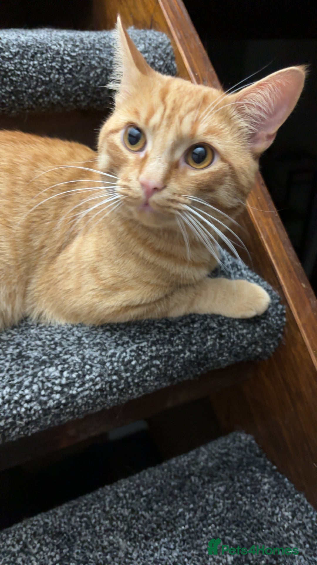 Mixed Breed cats for sale: Ginger cat- male  - Image 3