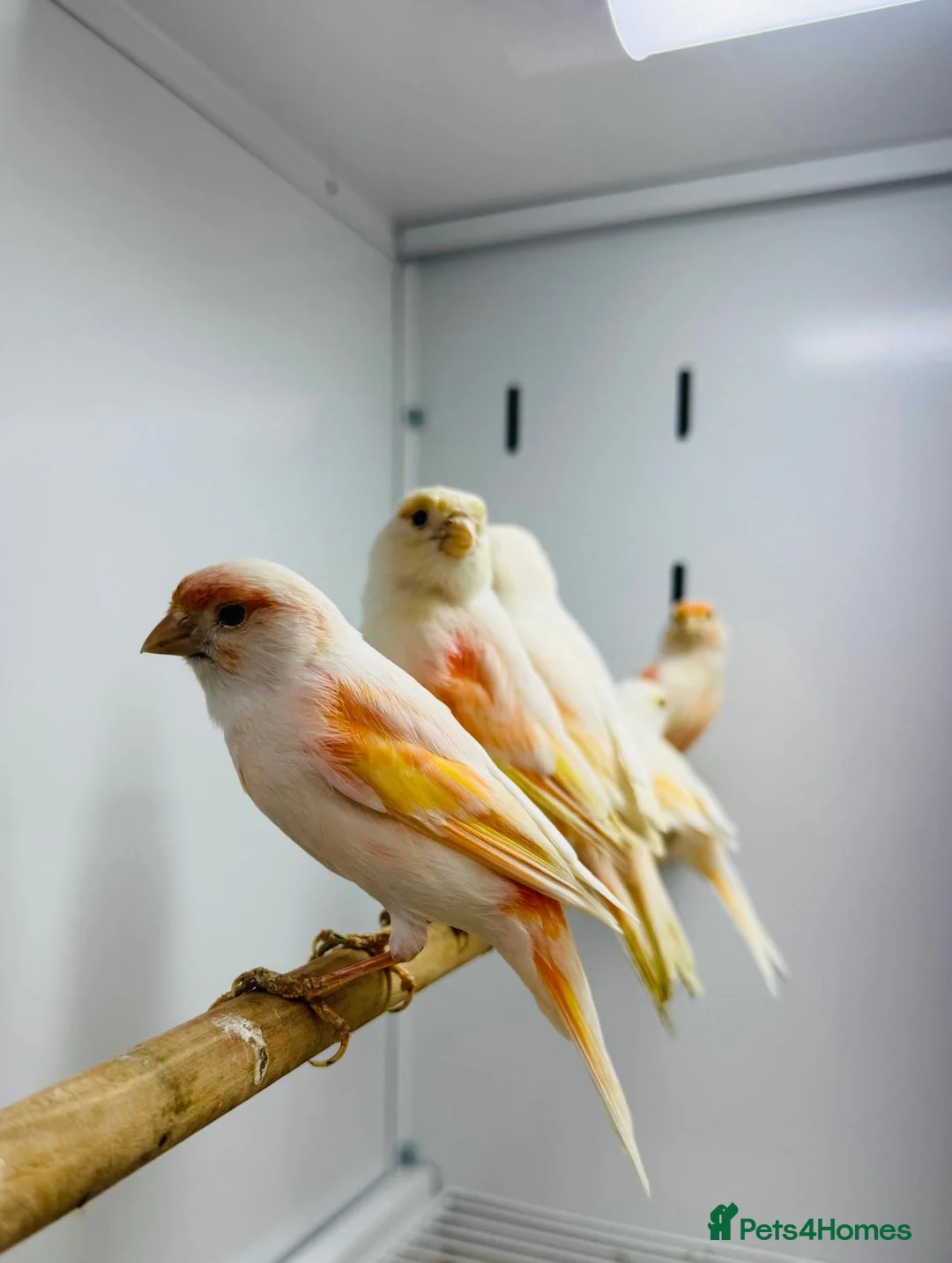 Canaries birds for sale: Red mosaic . Harlequin. Red factor - Advert 11