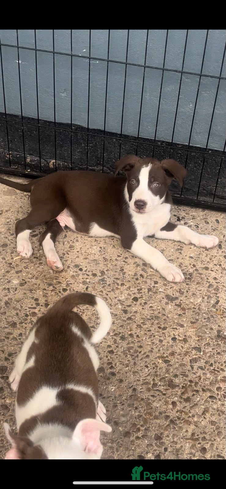 Mixed Breed dogs Female for sale  - Advert 1