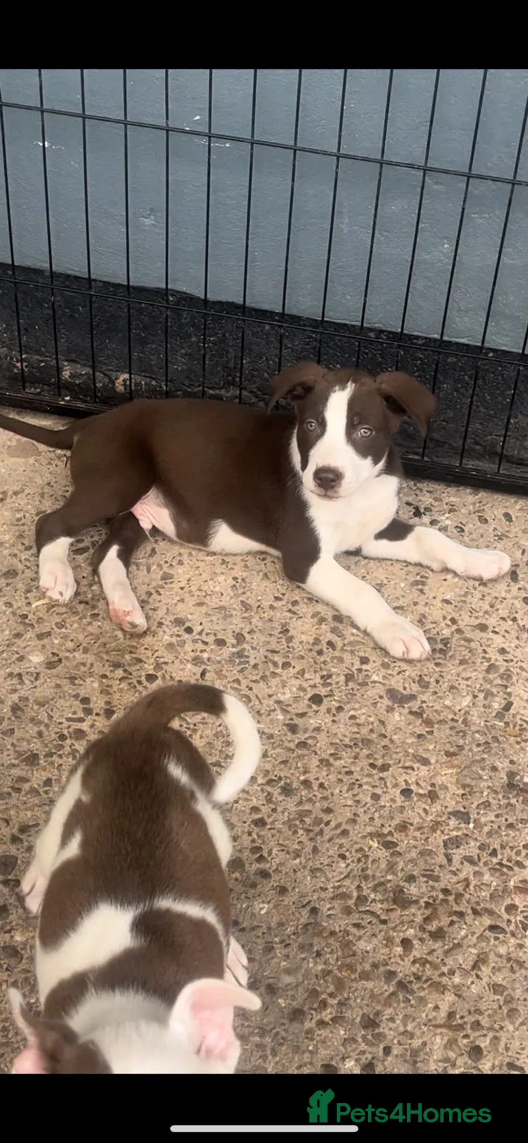 Mixed Breed dogs for sale: Female for sale  - Advert 1