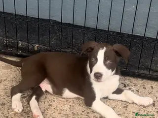 Mixed Breed dogs Price drop 11 weeks old puppy his name is cobra - Advert 14