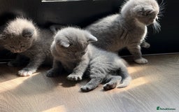British Shorthair cats for sale: British Shorthair Kittens - Image 5