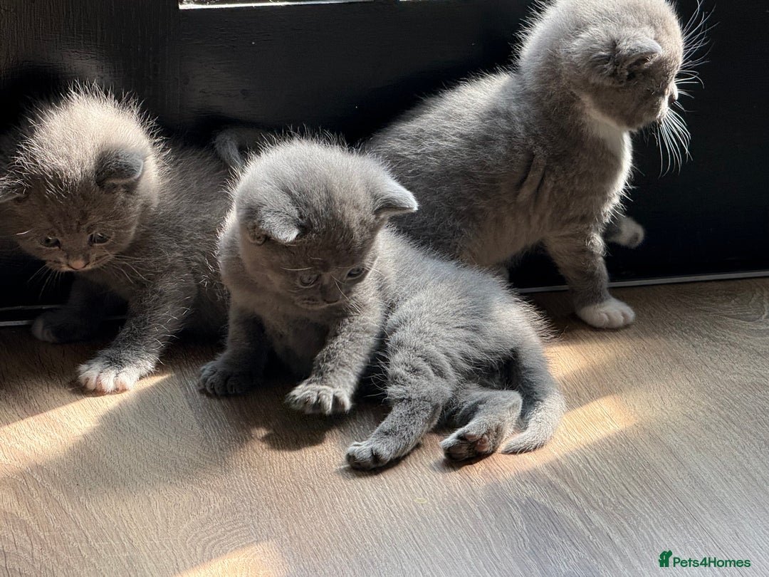 British Shorthair cats for sale: British Shorthair Kittens - Image 5