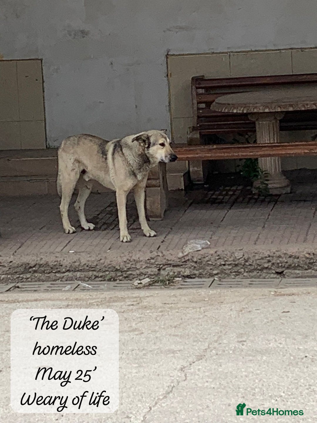 Mixed Breed dogs for adoption: The Duke, 8 yrs approx. Available for adoption. - Advert 13