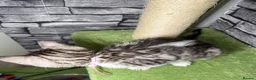 Bengal cats for sale: 5 beautiful girl bengal cross breed 🩷 - Advert 16