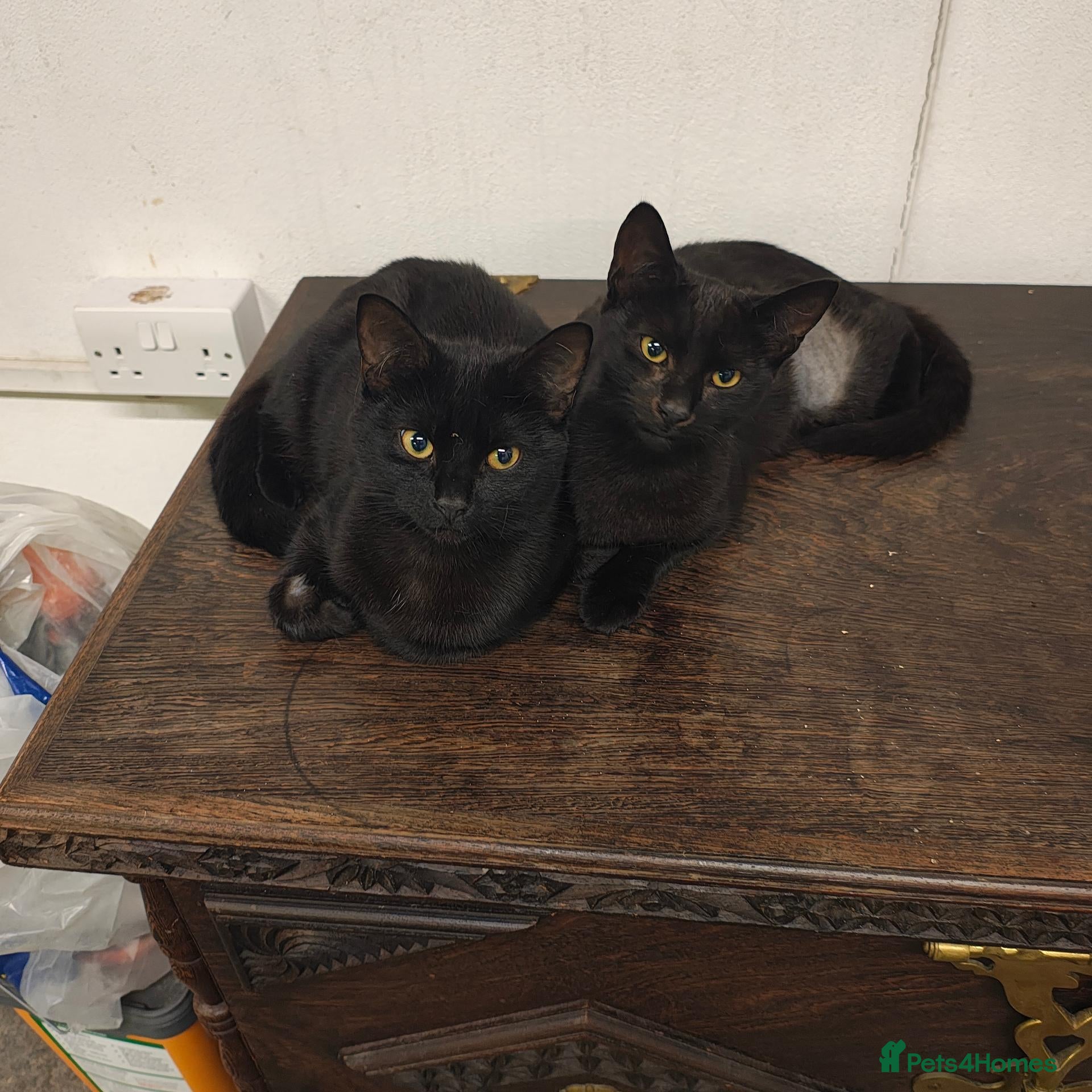 Mixed Breed cats Adorable 9 month old sisters  - Advert 5